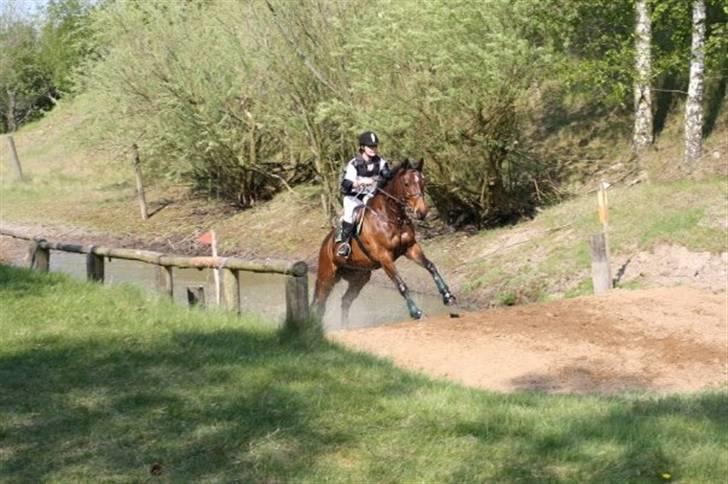 Dansk Varmblod Monique Essenbæk B-hest  - Monique ved vandgraven i Fjelsted 2009 billede 4