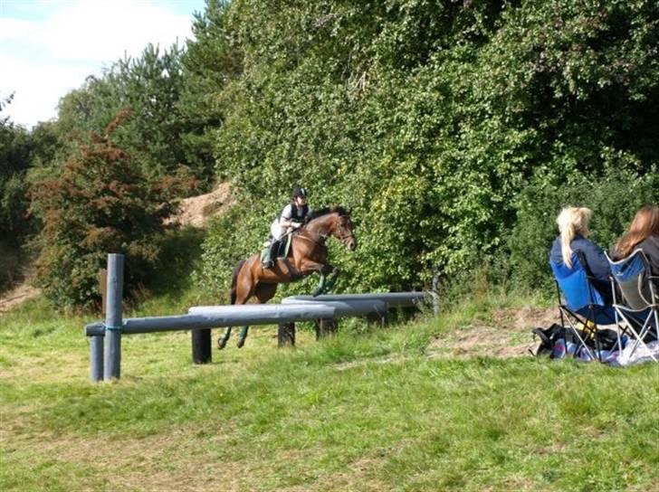 Dansk Varmblod Monique Essenbæk B-hest  - Smukke Monique til hendes første CNC100 på landsplan! billede 7