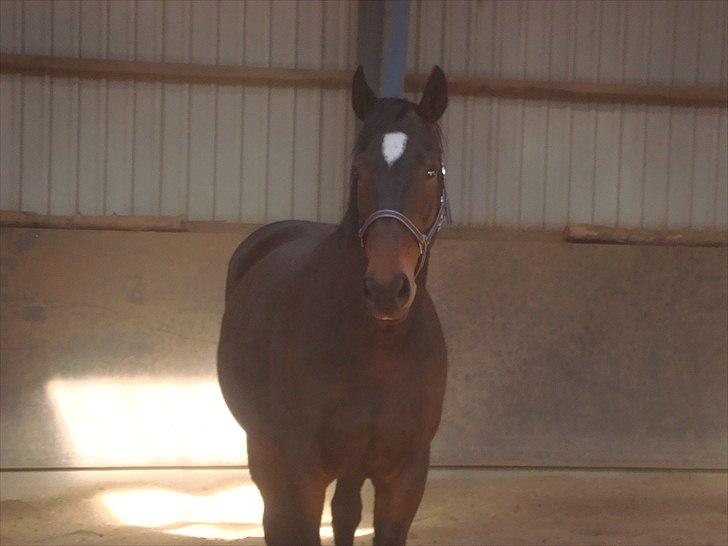 Hannoveraner Spencer R.I.P ): - Velkommen til min basse drengs profil , (: billede 1