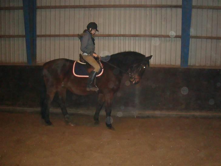 Hannoveraner Spencer R.I.P ): - Basse drengen der går til bidet (:<3 billede 2