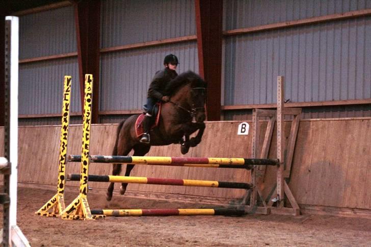 New Forest Ækpara billede 11