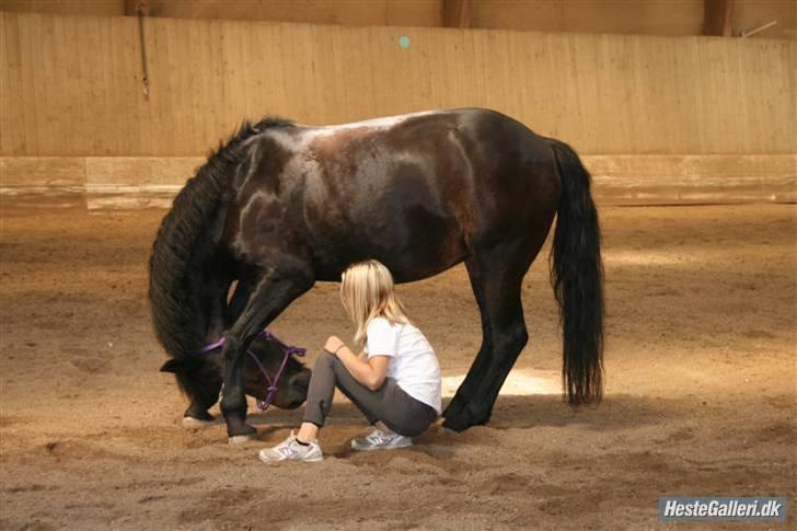 New Forest belina billede 1