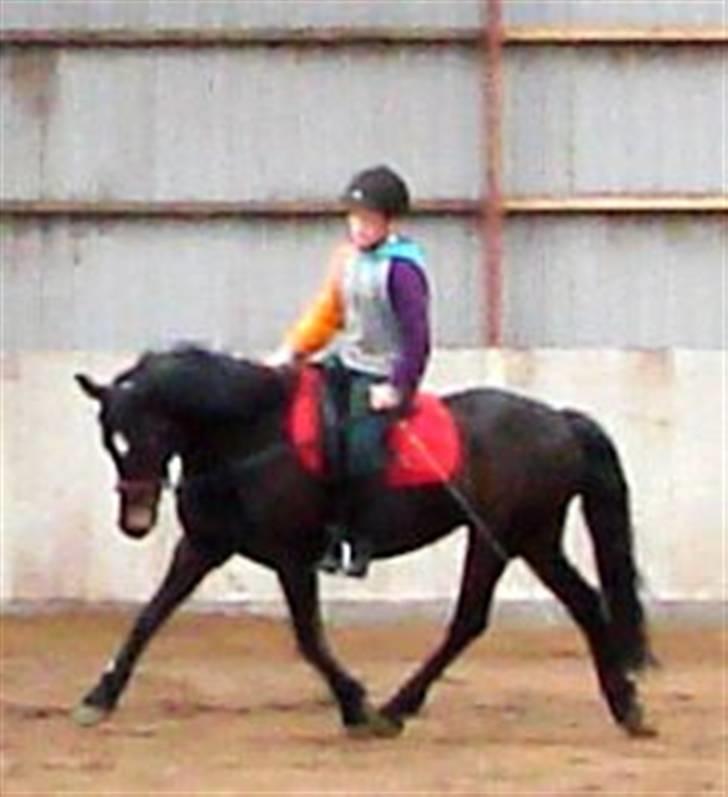 New Forest belina billede 3