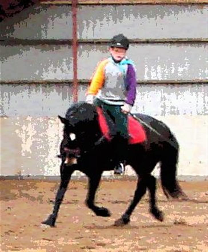 New Forest belina billede 4