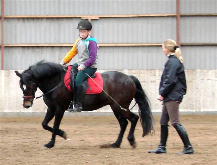 New Forest belina billede 6