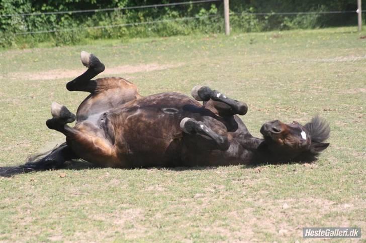New Forest belina - der er nu intet som at få sig kløet sig på ryggen billede 7