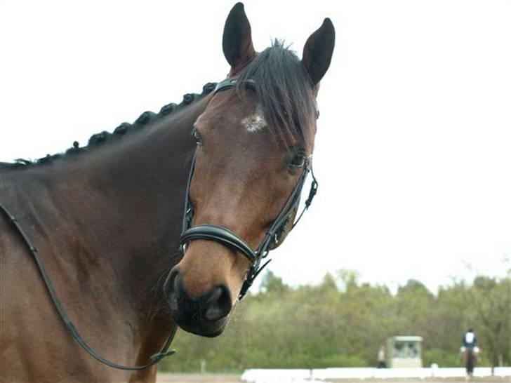 Dansk Varmblod Monique Essenbæk B-hest  - En hyggestund under et stævne! billede 13