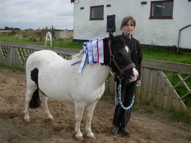 Anden særlig race Sussi (Hera)  * SOGLT *  - sussi bliver pusset og gjordt fin:D billede 2