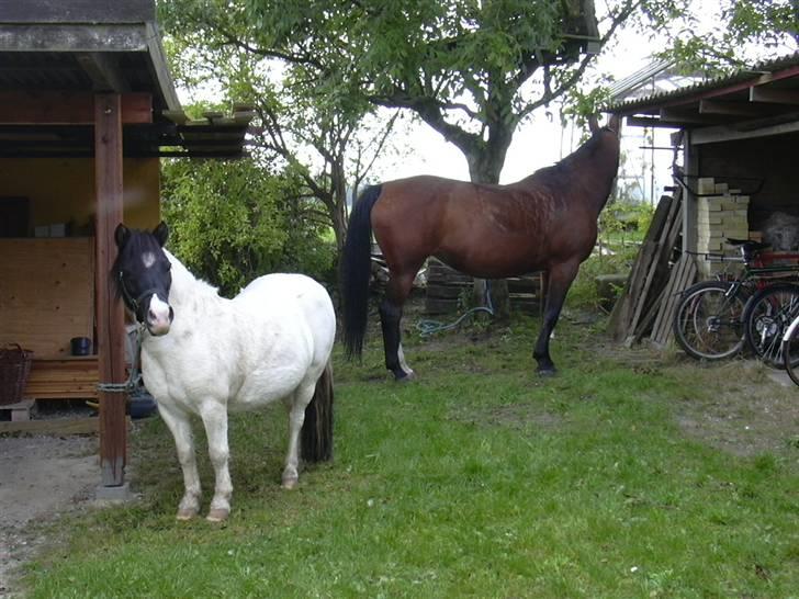 Anden særlig race Sussi (Hera)  * SOGLT *  - her er hun hjemme hos mig :D billede 3