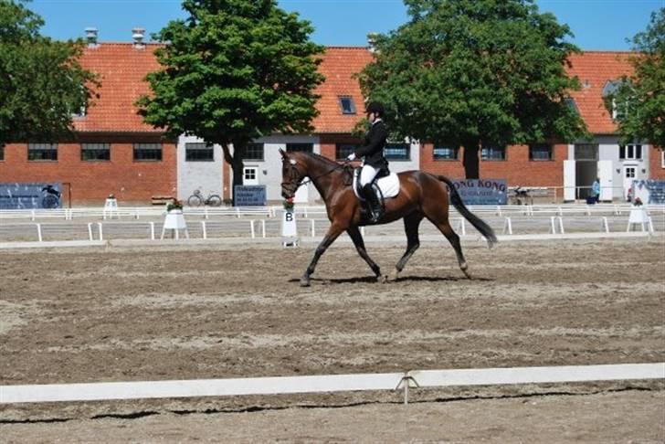 Dansk Varmblod Monique Essenbæk B-hest  - Dressur fra landsmilitary i Næstved billede 14