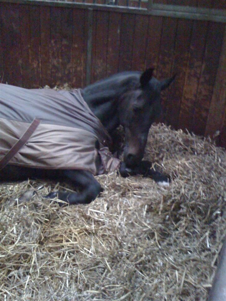 Trakehner O'Kelly *Gammel part* billede 14