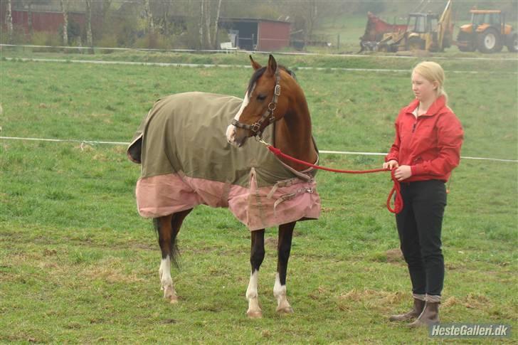 Sportsaraber (A) princess (solgt) ;( - henter hende på fold billede 12