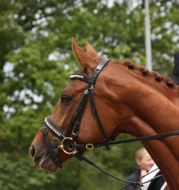 Dansk Varmblod RDH Karisma Knudsgaard  †RIP† - til championatet med mit nye SD hovedtøj foto: simone høegh billede 15