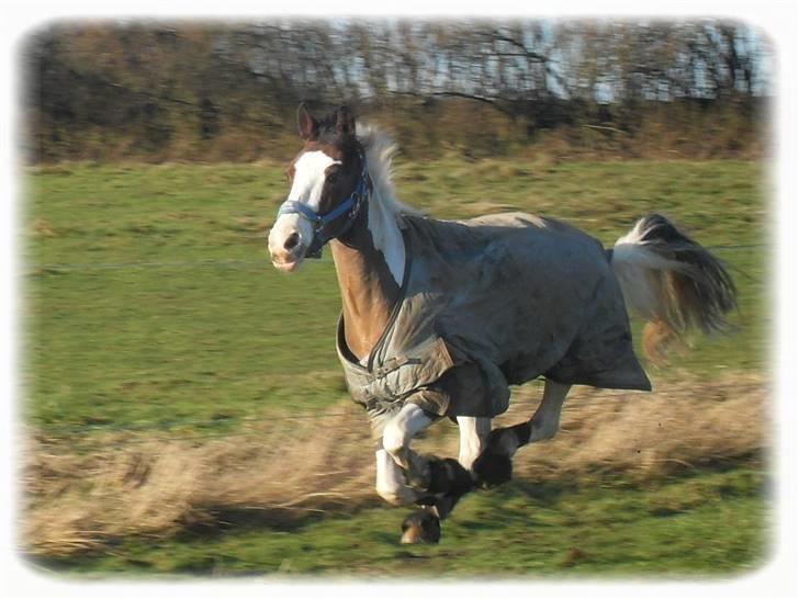 Pinto Mosedals Pinochio LANDSPONY [SOLGT] - "I believe I can fly!" billede 6
