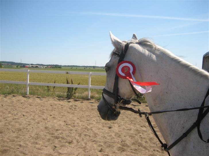 Anden særlig race Calippo - Calippo med rosette<333 billede 5