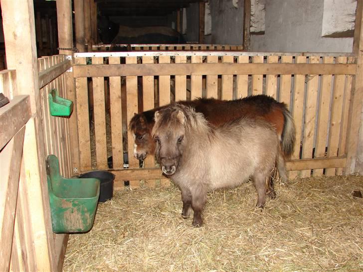 Miniature MHS Little Beauty SOLGT - Beauty og Lady i deres boks:-) Man kan lige se Amanda´s ører hi hi billede 19