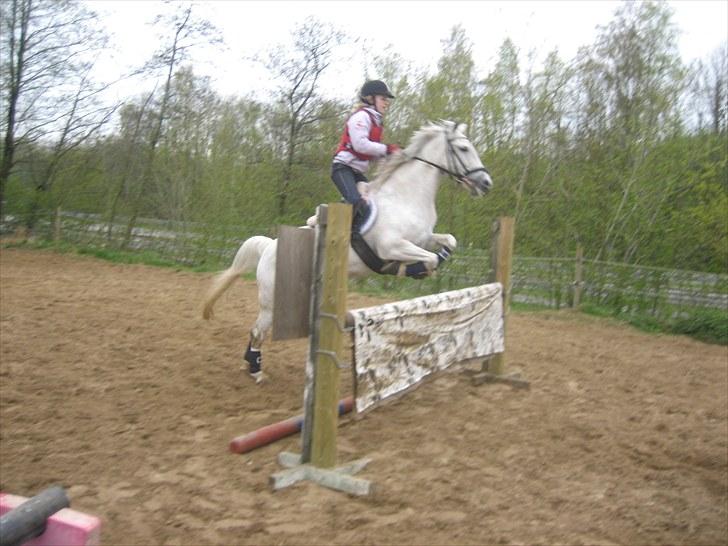 Anden særlig race Calippo - Calippo miin prinsesse:´)<3 billede 8