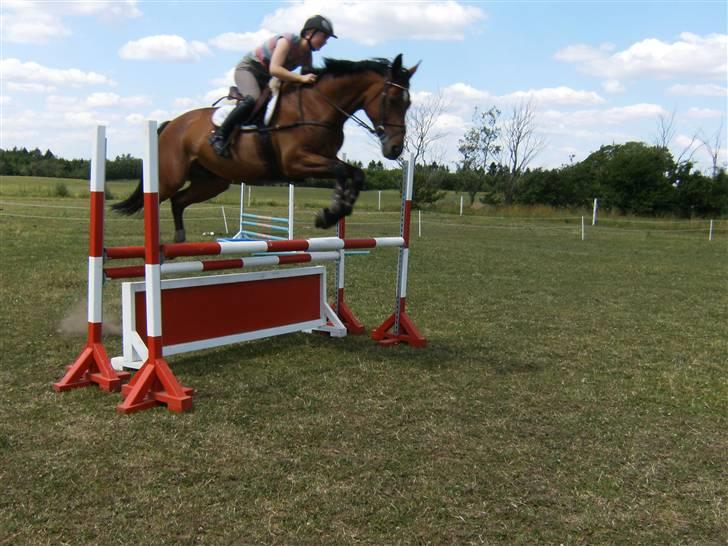 Dansk Varmblod Amanda billede 8