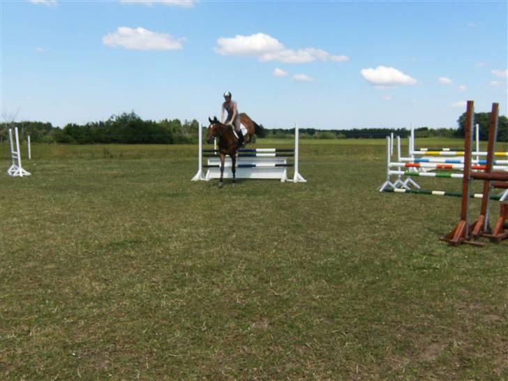 Dansk Varmblod Amanda billede 9