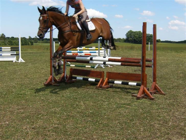 Dansk Varmblod Amanda billede 10