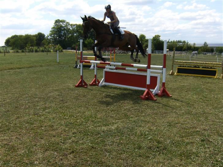 Dansk Varmblod Amanda billede 11