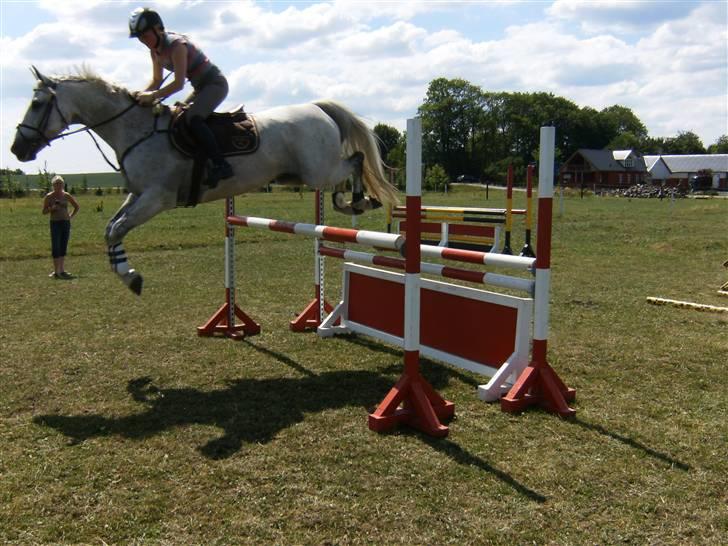 Anden særlig race Nobleman billede 16