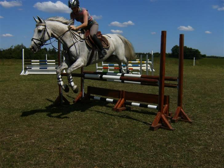 Anden særlig race Nobleman billede 17