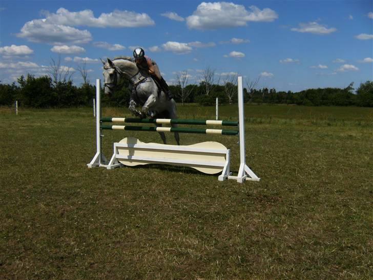 Anden særlig race Nobleman billede 18