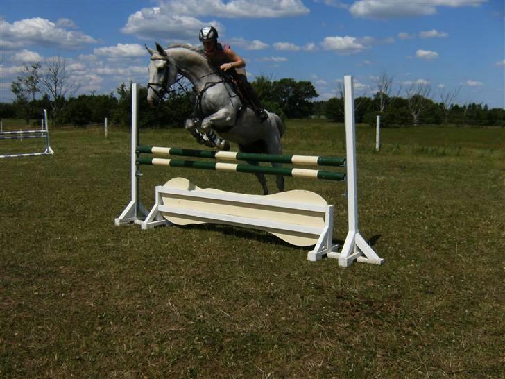 Anden særlig race Nobleman billede 19