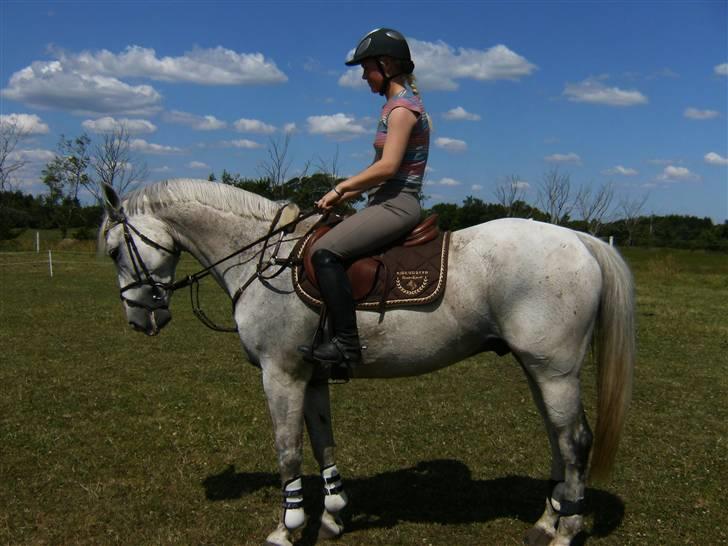 Anden særlig race Nobleman billede 20