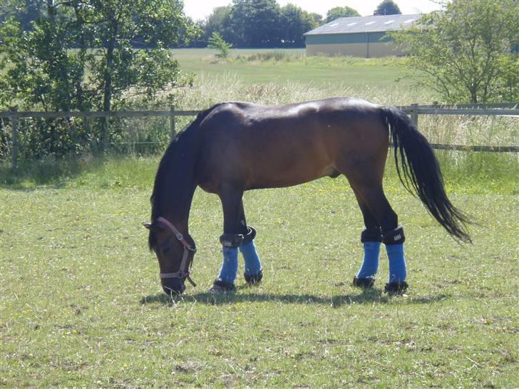 Tysk Sportspony Consider - På fold:) Taget af: Camilla Bekkevold billede 3