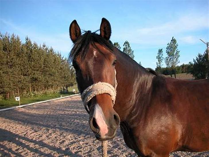 Tysk Sportspony Consider - På ridebanen:) billede 7