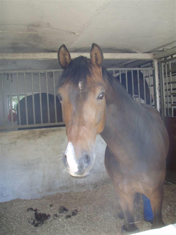 Tysk Sportspony Consider - Du er SÅ dejlig ponymusen<3 billede 9