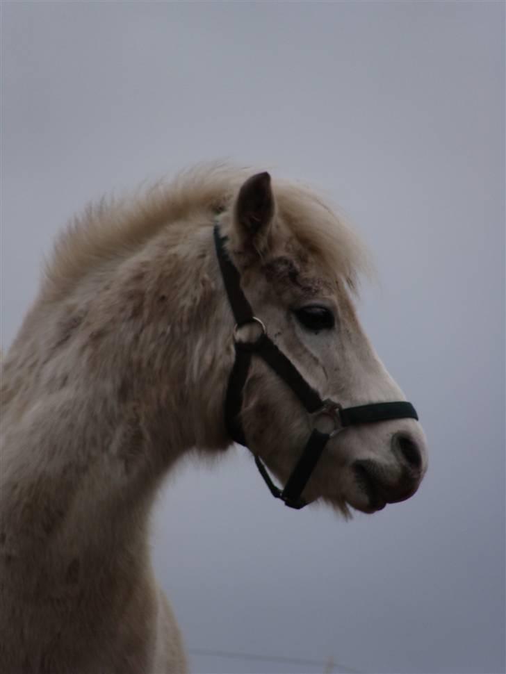 Welsh Mountain (sec A) Mikkel +R.I.P+ - jeg er lidt bedskidt men jeg er liglad jeg elsker at rulle mig :)  billede 2