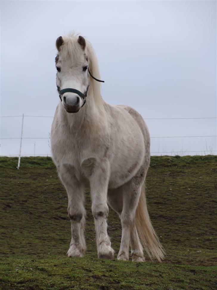 Welsh Mountain (sec A) Mikkel +R.I.P+ - bøhh bliv i bange he he billede 3