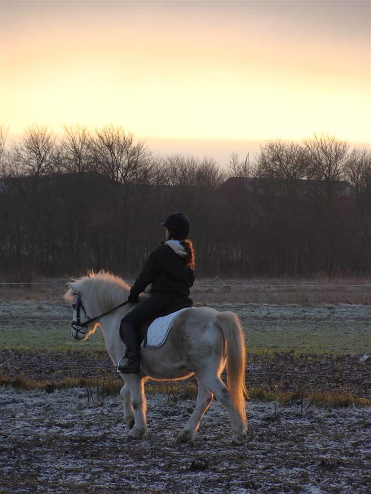 Welsh Mountain (sec A) Mikkel +R.I.P+ - jeg må heller lige gå pæn ellers får jeg nok bare skæld ud midt i ridtimen billede 8