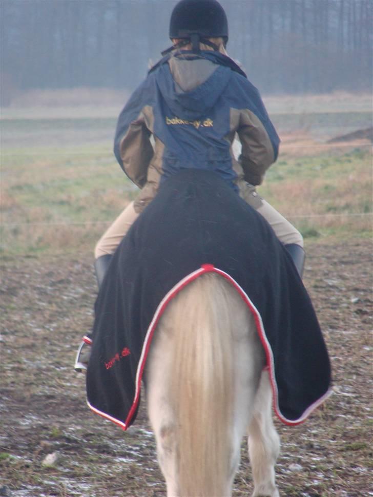 Welsh Mountain (sec A) Mikkel +R.I.P+ - ser mig lige bagfra med min ejers veninde hun er bare sød  billede 9