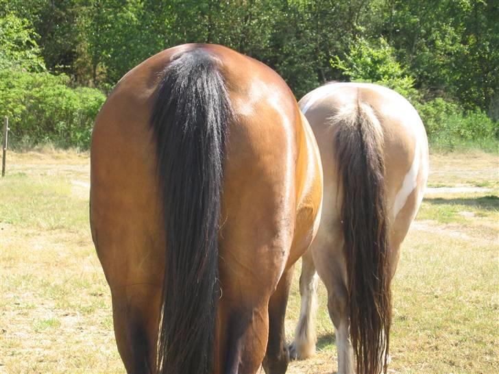 Irish Cob Crossbreed Ove - Her kan i vist se numsebuen billede 17