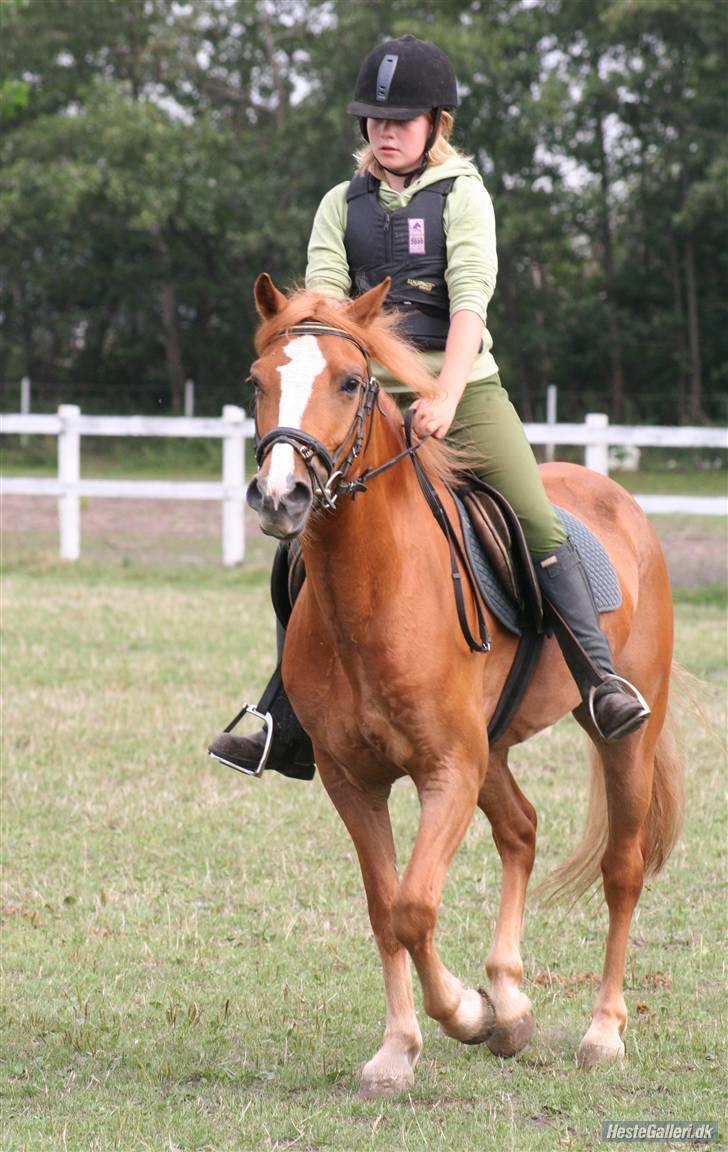 Anden særlig race O'malley | *! SOLGT:'( !* - Elsker den ponzer:) Billed Lone billede 14