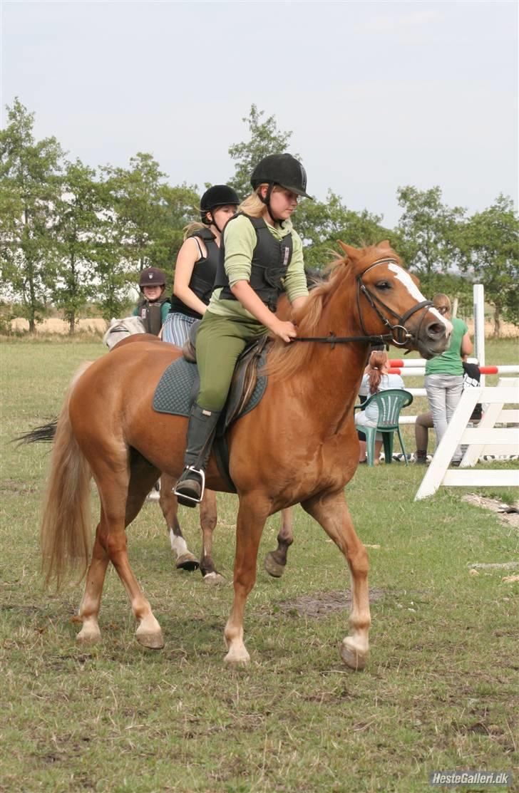 Anden særlig race O'malley | *! SOLGT:'( !* - Lidt opvarming til spring:) Billed Lone billede 15