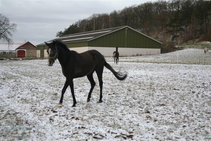 Arabisk fuldblod (OX) Egelys Fazem billede 7