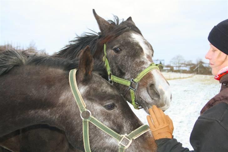 Arabisk fuldblod (OX) Egelys Fazem billede 8