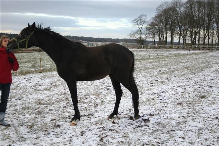 Arabisk fuldblod (OX) Egelys Fazem billede 9