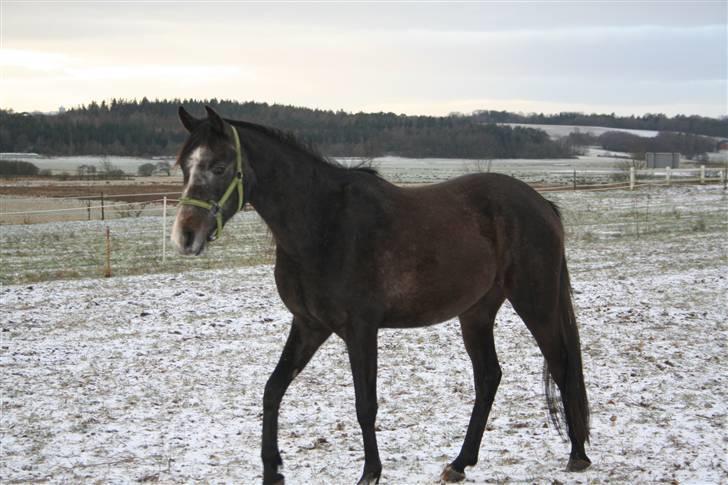 Arabisk fuldblod (OX) Egelys Fazem billede 10