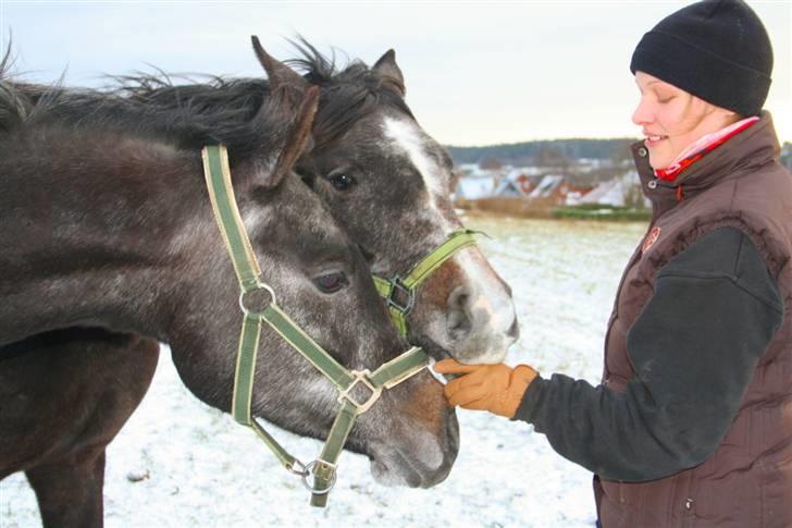 Arabisk fuldblod (OX) Egelys Fazem billede 11