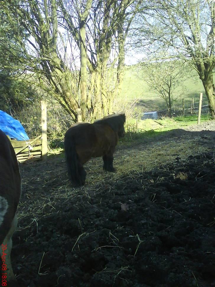 Shetlænder Prins R.I.P :( billede 2