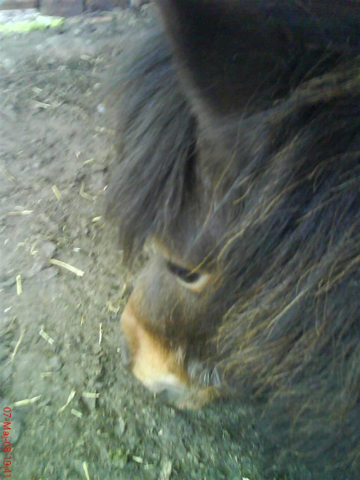Shetlænder Prins R.I.P :( billede 3