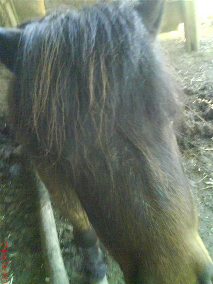Shetlænder Prins R.I.P :( billede 4