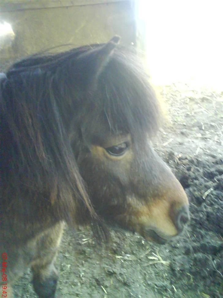 Shetlænder Prins R.I.P :( billede 5