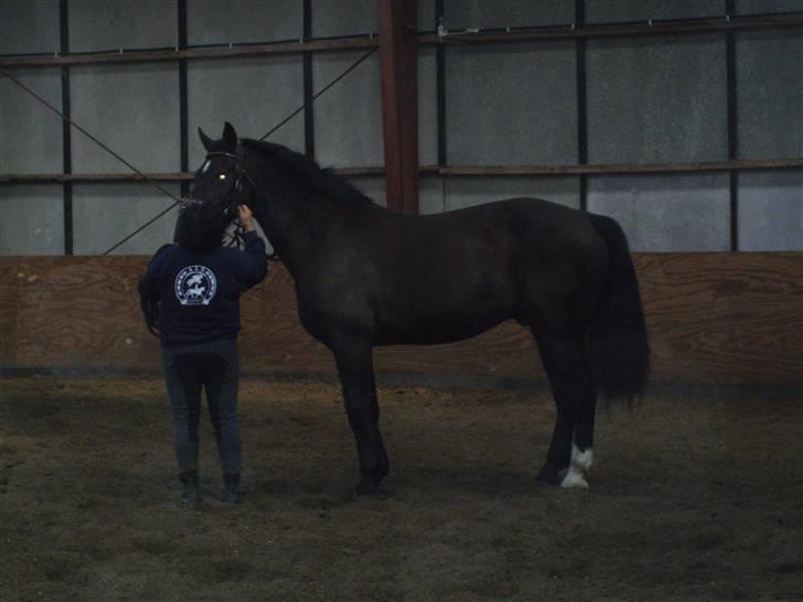 Oldenborg Granat Anholm  (SOLGT) - Granat der skal longeres for første gang af Anne Helmer (min gamle træner). billede 1